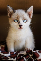 Filhote de gato pelo branco e olho azul adoção