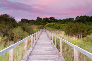 wooden bridge over a swamp in the Australian bush