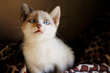 Filhote de gato pelo branco e olho azul adoção