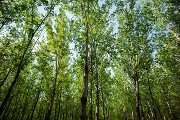 Fototapeta premium Spring Summer green forest