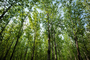 Spring Summer green forest