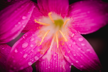 Pink zephyranthes grandiflora flower has water drops along the petals
