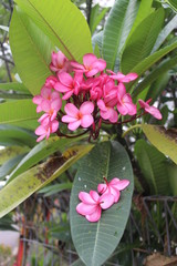 Pink and Red Plumeria on the street 