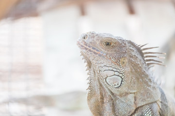 Fototapeta premium Iguana creeping animals
