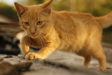 Gata amarela filhote olhos amarelos
