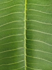 green leaf texture