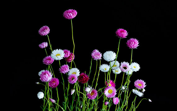 Pink, white and purple everlasting daisies against a black background. Sometimes referred to as paper daisies