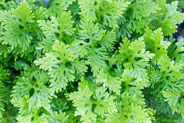 Close up of green leaf with blur nature