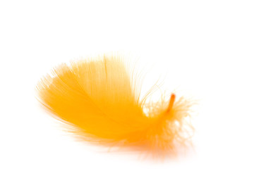 Close up of soft orange feather isolated on white