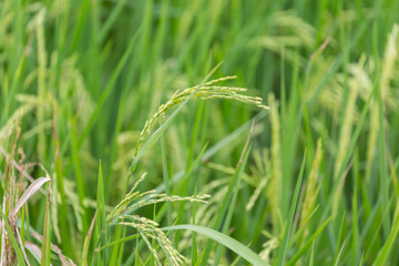 Green rice organic plant in the field