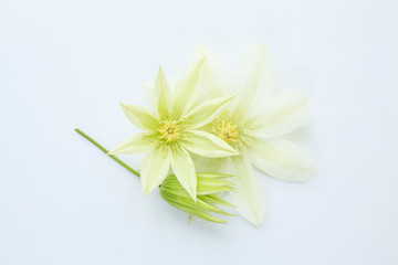 white clematis flowers on a light wooden background