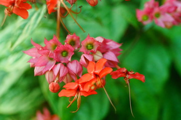 Dragon spit bead flower plant