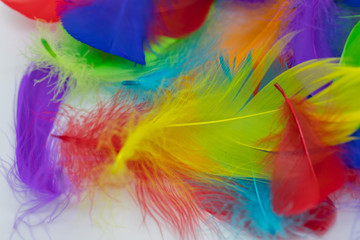 Fototapeta na wymiar Close up of soft colorful feather