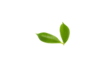 Green leaves on a white background