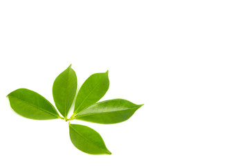 Green leaves on a white background