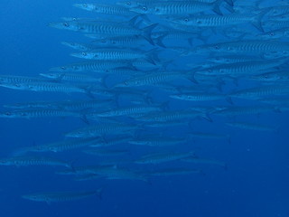マレーシアｰシパダンのバラクーダの大群