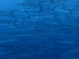 マレーシアｰシパダンのバラクーダの大群