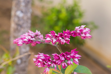 Obraz premium Mexican Creeper flower natural