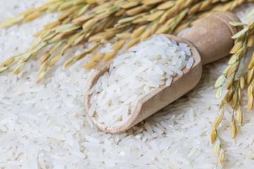 Closeup of wooden scoop with rice on rice and rice ears background, Natural food high in protein.