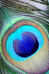 Obraz premium Beautiful exotic peacock feather