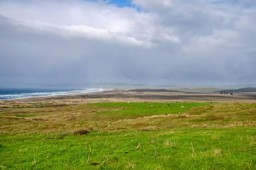 Cows graze in a meadow near the Pacific Ocean, California