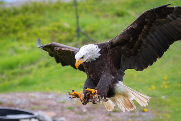 A Bald Eagle in Flight
