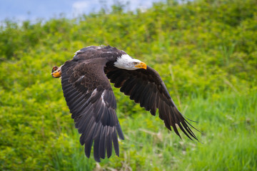 A Bald Eagle in Flight