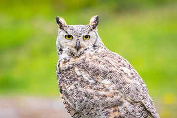 A Great Horned Owl Looks at the Camera