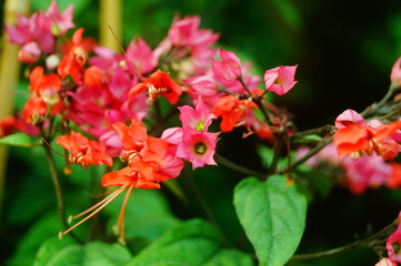 Dragon spit bead flower plant