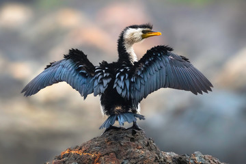 Little Pied Cormorant drying its wings