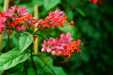 Dragon spit bead flower plant