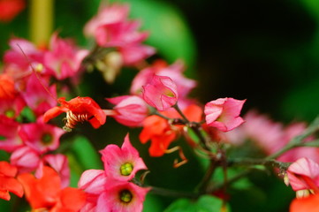 Dragon spit bead flower plant