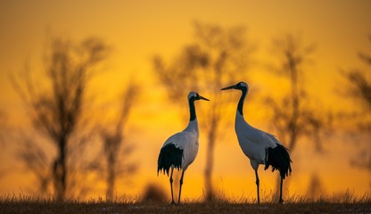 Selective focus shot of two red-crowned cranes in a field at dawn in Kushiro, Hokkaido © Shirley Szeto/Wirestock