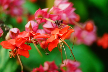 Dragon spit bead flower plant