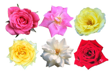 Beautiful and colorful roses on a white background For the design