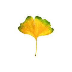 Watercolor botanical illustration of Ginkgo biloba leaf. Element for design of invitations, movie posters, logo, banners