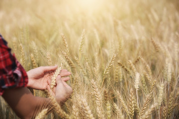 Farmer holding golden barley in hands with farmland background.