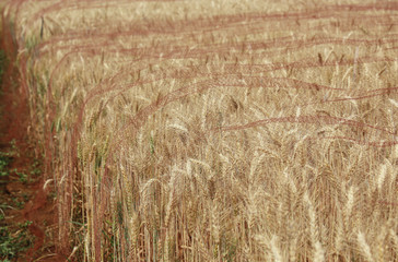 Golden barley field cover by net for protect bird at chieng mai Thailand.
