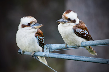 Laughing Kookaburras on a Hills Hoist