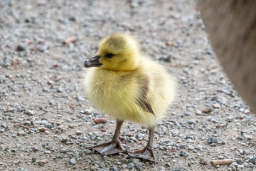 A gosling perching on the ground.   Vancouver BC Canada

