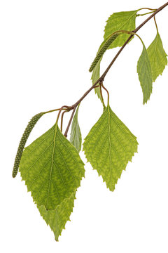 Sprig of birch with young foliage, on white background