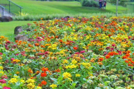 A flower garden or floral garden is any garden where flowers are grown and displayed. and this is a picture taken at the peradeniya botanical garden in sri lanka.