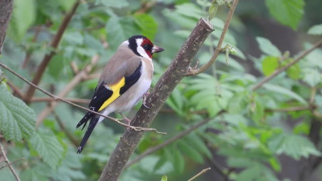 Stieglitz&nbsp;(Carduelis carduelis)