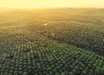 Palm oil plantation aerial view. Beautiful view from above taken by a drone.