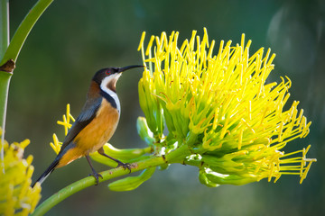 Eastern Spinebill inspecting a flower