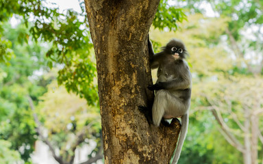 Dusky monkey sitting on a tree and looking to the left