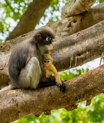 Mother sitting in tree holding orange baby dusky mountain in her lap