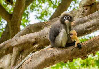 Mother sitting in tree holding orange baby dusky mountain in her lap