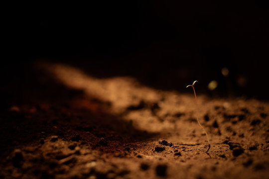 the concept of Mars colonization the first plant to sprout from alien soil