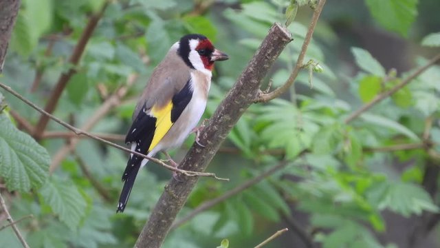 Stieglitz&nbsp;(Carduelis carduelis)